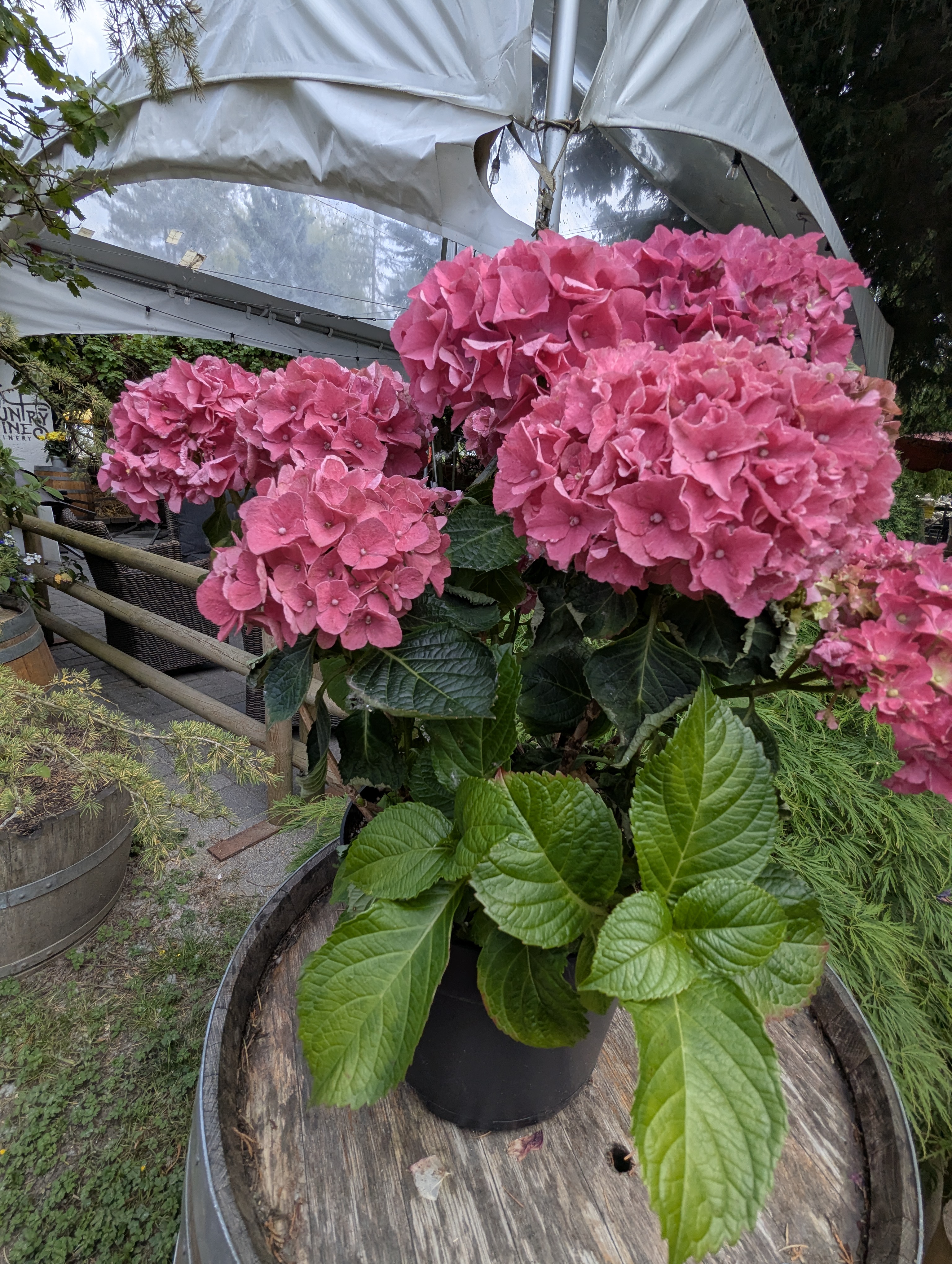 Birthday Trip to Canada, Country Vines Winery, Richmond, British Columbia